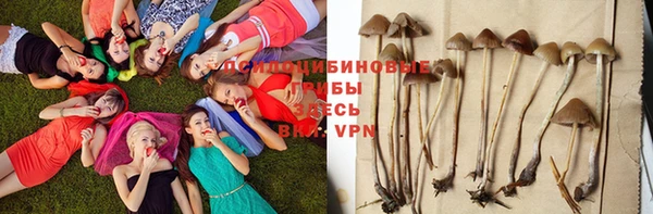 стаф Абинск